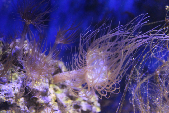  Aiptasia sp. (Rock Anemone, Glass Anemone)